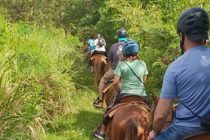 3 Hours Horseback Riding from Nature Trails to Sofa Stone - The climb: bamboo, sea grapes, wild cherries, and real island vegetation