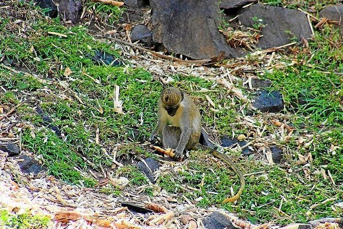 Full Island Panoramic Tour of St Kitts - Wingfield Rain Forest Nature Trail: a short taste of the island’s interior