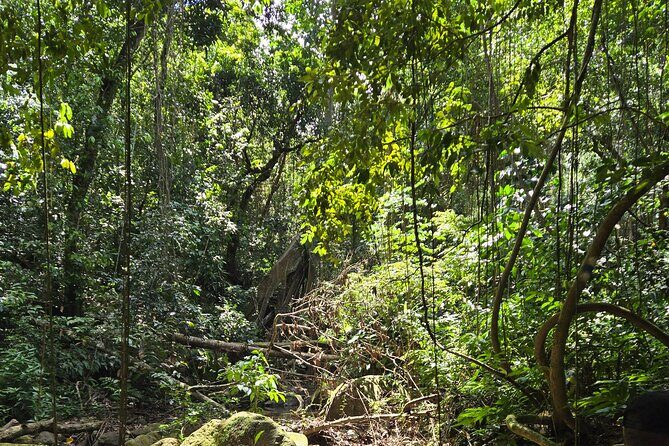 Half-Day St. Kitts Rainforest Hike - Getting to Wingfield-Phillips: pickup and the 8:30 start