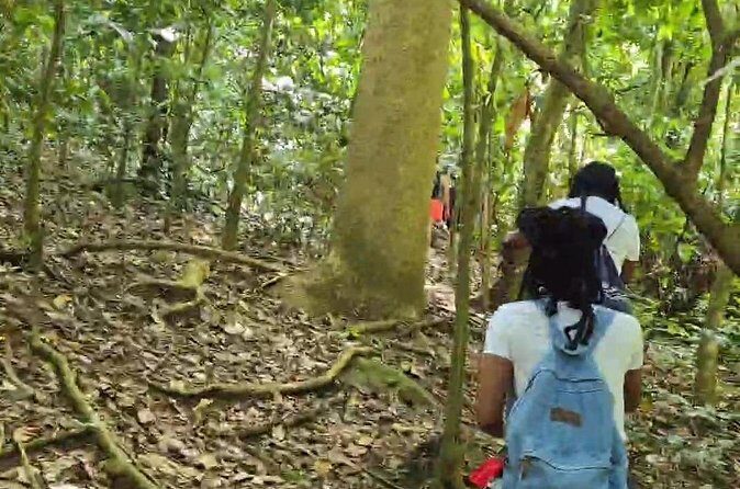 Half-Day St. Kitts Rainforest Hike - The hike itself: steep sections, ropes, and pacing