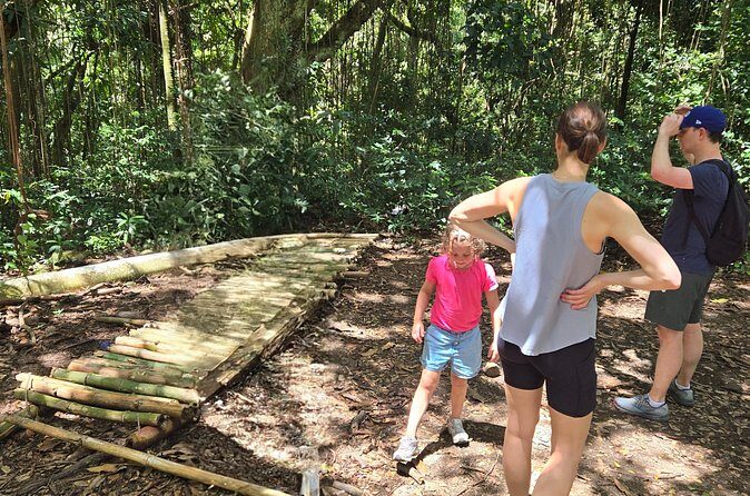 Half-Day St. Kitts Rainforest Hike - What Leroy adds: plant lessons, island context, and photo help