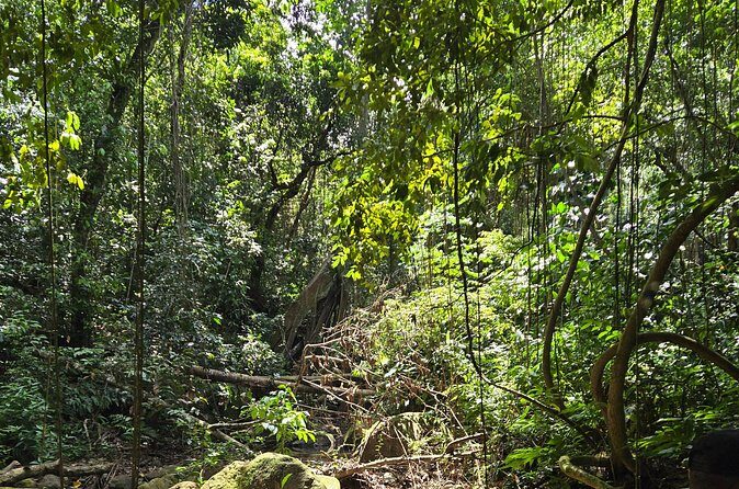 Half-Day St. Kitts Rainforest Hike - Who should book this hike, and who should think twice