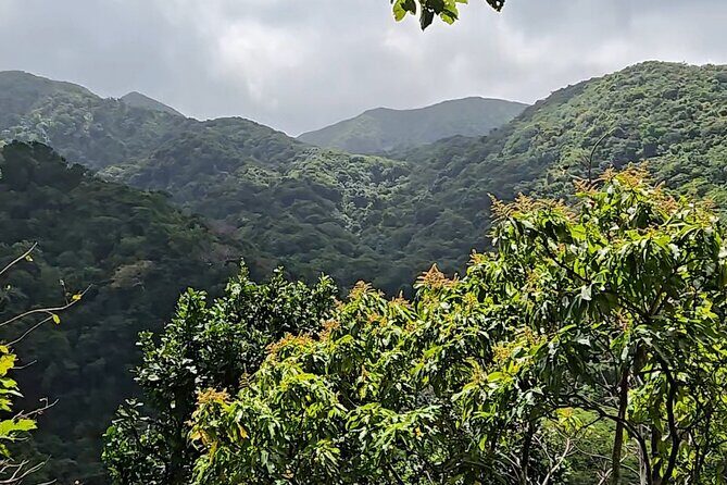 Half-Day St. Kitts Rainforest Hike - The main stop: Wingfield-Phillips and what you’ll actually see