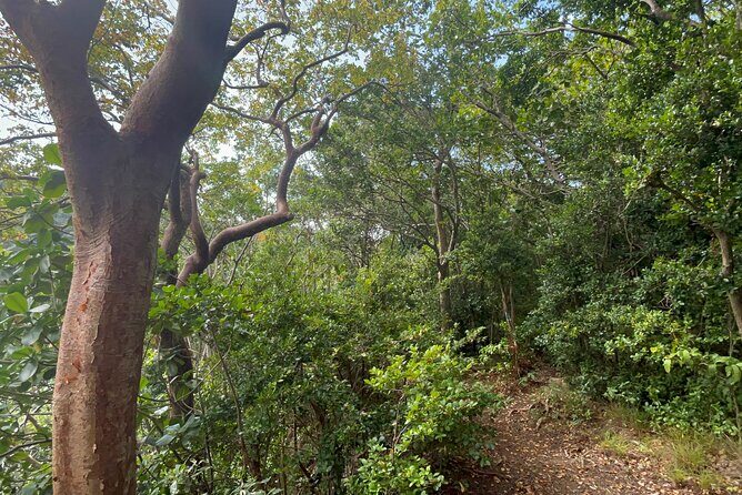 Hike St Kitts: Wingfield Rainforest and Romney Experience - Central Forest Reserve and Wingfield: why this hike feels worth 4 hours