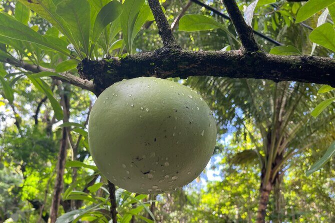 Hike St Kitts: Wingfield Rainforest and Romney Experience - Wingfield Estate and Romney Manor: sugar history plus a taste of local life