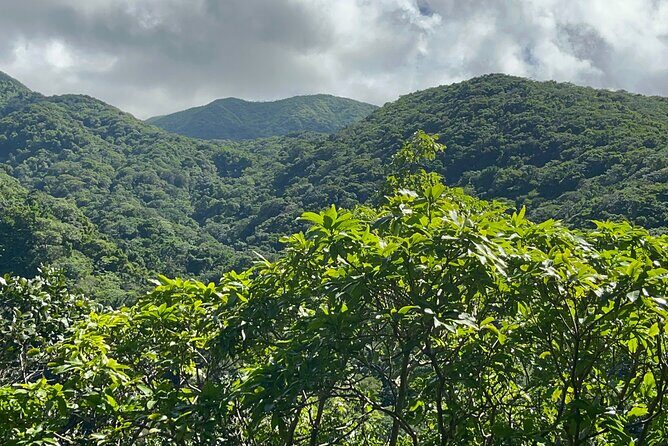 Hike St Kitts: Wingfield Rainforest and Romney Experience - Caribelle Batik Botanical Garden: craft time that turns the hike into a full day