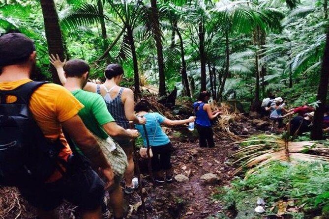 Hiking Mount Liamuiga Volcano in St Kitts - Key things to know before you go