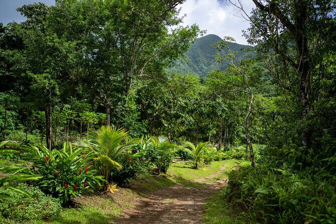 Liamuiga Natural Farm Tour - St.Kitts' Coffee Farm - Key things to know before you go