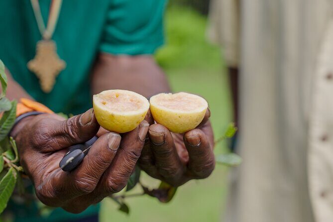 Liamuiga Natural Farm Tour - St.Kitts' Coffee Farm - Trails and the “up here” feeling on St. Kitts