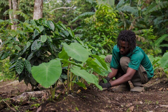 Liamuiga Natural Farm Tour - St.Kitts' Coffee Farm - The value question: is $161 per person worth it?