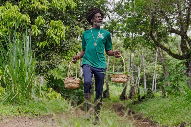 Liamuiga Natural Farm Tour - St.Kitts' Coffee Farm - The farm itself: a working coffee estate, not a staged attraction