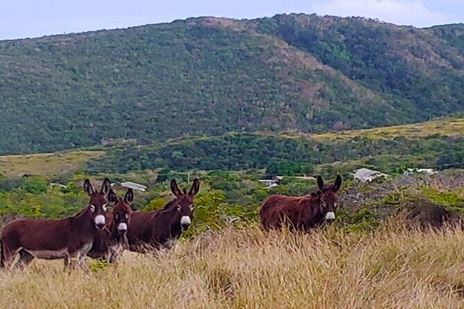 Nevis Historical Walking Tour - Private-tour attention: the value of a guide who can shape the day