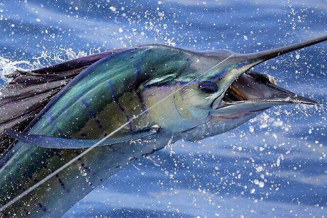 Private Fishing & Snorkel Charters in St Kitts and Nevis - Key points you’ll care about