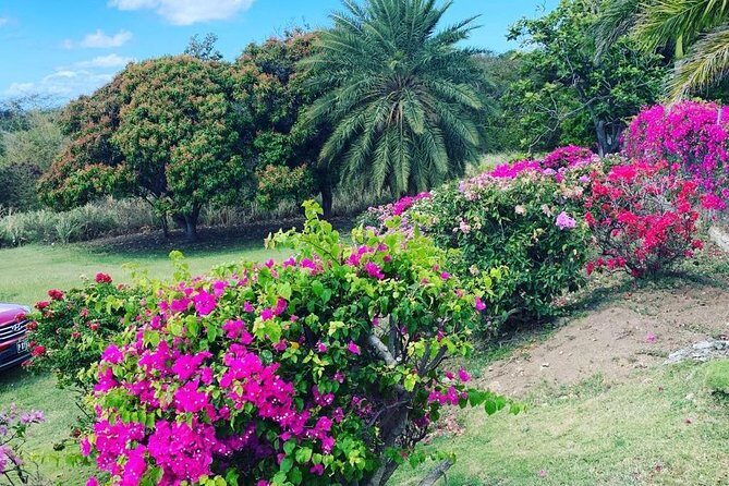 Private Tour in St. Kitts - Transportation and pacing: private comfort, short-but-full route