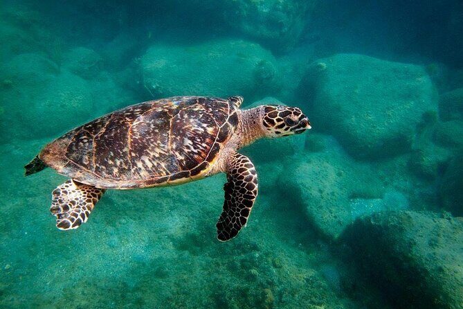 Snorkel Lunch & Lounge: Bluewater or Snorkel and Lunch: Leeward - Quick Take: Snorkel Lunch & Lounge in Plain English