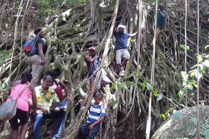 St. Kitts Half-Day Rainforest Tour - Wingfield Estate: Why an Old Plantation Stop Belongs on a Rainforest Day