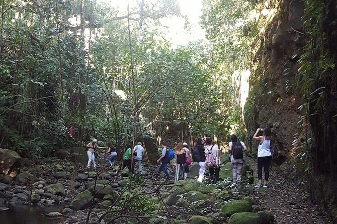 St. Kitts Half-Day Rainforest Tour - The Peter Manning Trail Hike: Views, Plants, and a Pace You Can Manage
