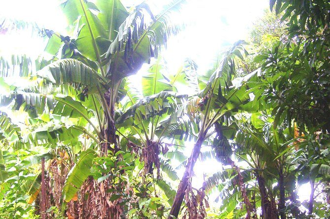 St. Kitts Half-Day Rainforest Tour - Snacks, Fruit, and the Small Joys That Make the Day Work