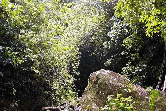 St. Kitts Half-Day Rainforest Tour - Who This Tour Suits (and Who Might Want a Different Option)