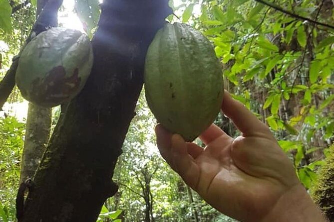 St. Kitts Half-Day Rainforest Tour - Romney Manor and Old Road: The Human Side of the Island