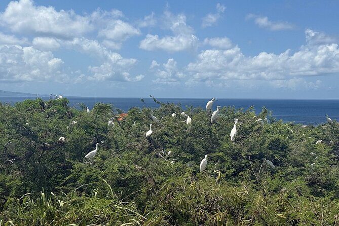 St. Kitts No Hustle No Hassle Private Tour with Don - Basseterre morning highlights: Berkeley Memorial to War Memorial