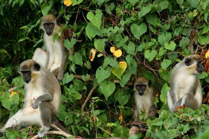 St Kitts Rainforest Tour - Key things to know before you go
