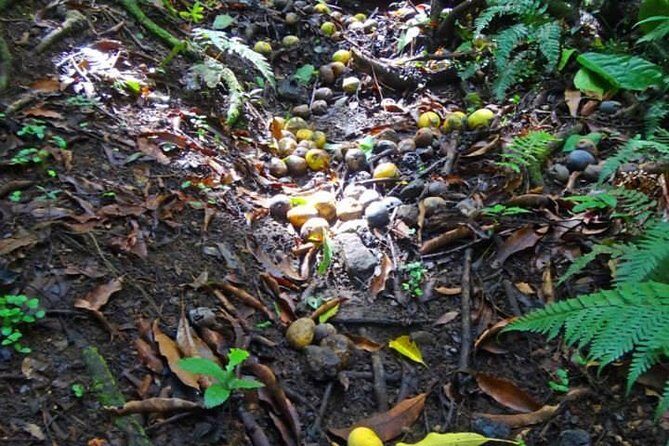 St Kitts Rainforest Tour - Basseterre access made simple: 8:30 start and real pickup help