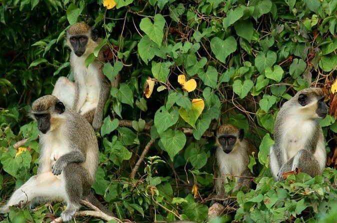 St Kitts Rainforest Tour - Price and value: what $92.31 buys you on St Kitts