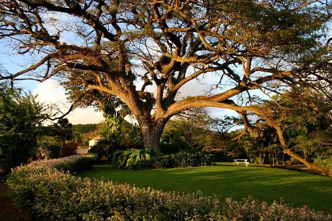 St Kitts Rainforest Tour - Should you book the St Kitts Rainforest Tour?