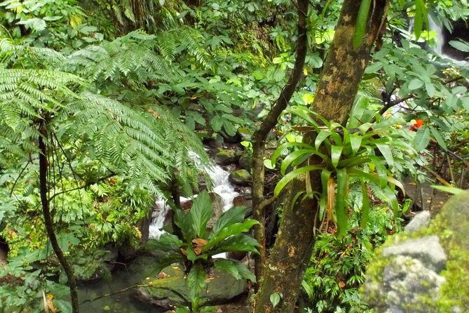 St. Kitts Rainforest Tour - Getting to Port Zante and boarding the open safari truck