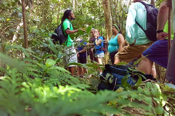 Tropical Rain Forest Explorer Hike In St. Kitts - Key things I’d plan for