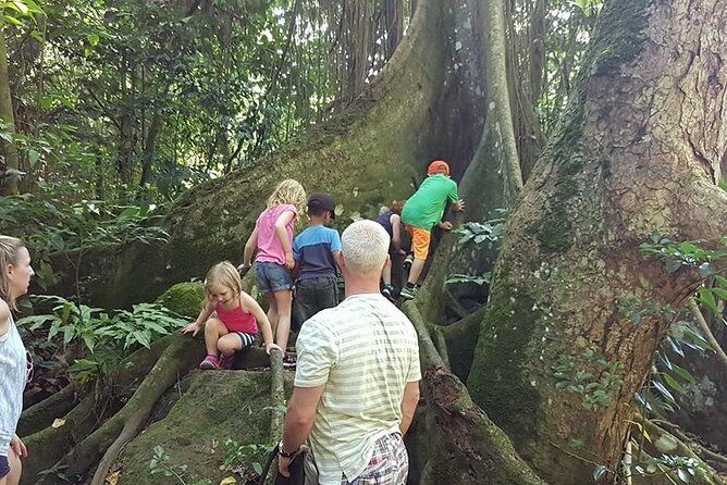 Tropical Rain Forest Explorer Hike In St. Kitts - Pickup timing and the two daily windows
