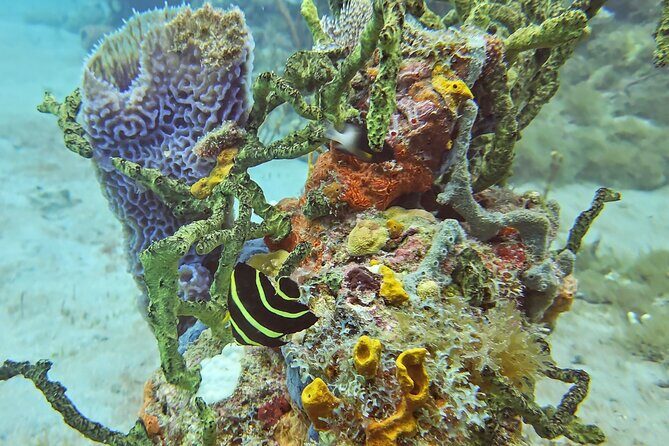 VIP Private Guided Scuba Diving/Snorkeling Excursion - Snorkeling on St Kitts: surface time without the stress