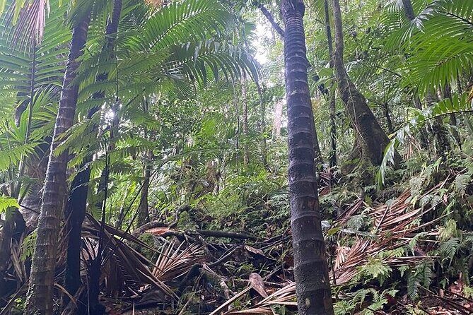 Wingfield Rainforest Adventure Hike and Caribelle Batik stop - Price and Value: Is $69.99 Worth It?